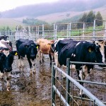 WWOOFing in Tasmania