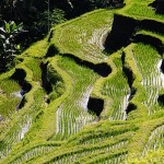 Roaming Through Rice Fields in Ubud