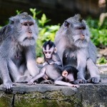 Hey, Hey, We’re the (Balinese) Monkeys