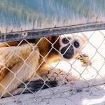 Gibbon Center in Los Angeles