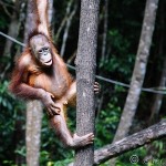 Orangutan Encounter