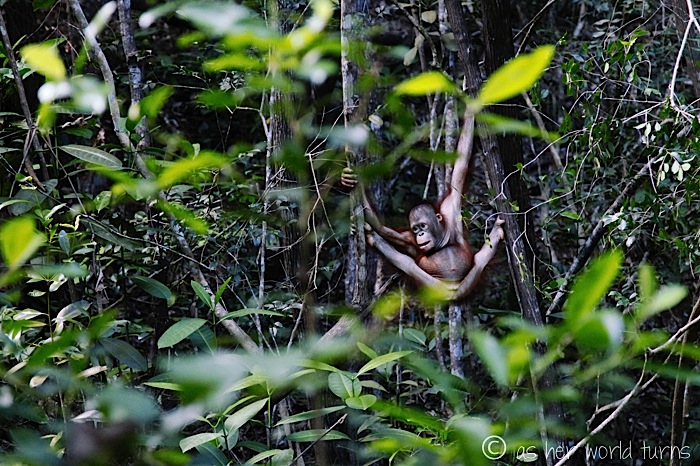 Orangutan Encounter | As Her World Turns
