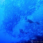 Chasing Sharks in Sipadan