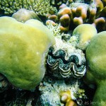 Frolicking with Fish in Palau