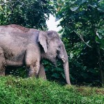 Pygmy Elephants in Borneo