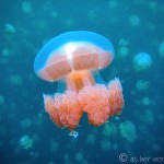 Palau’s Magical Jellyfish Lake