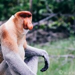 Phallic-Faced Proboscis Monkeys