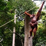 Orangutans at Sepilok Sanctuary