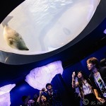 The Captivating Creatures of Osaka Aquarium