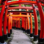 The Gates of Fushimi Inari