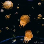 Jellyfish and Whale Sharks in Japan