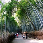 Japan’s Enchanting Bamboo Forest