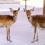 The Playful Deer of Nara