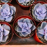 Antiquing in Summerland, CA