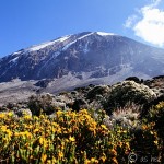 Kilimanjaro at a Glance