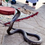 Snake Charmers in Jemaa el-Fnaa