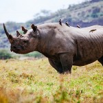 Tales from My First Safari – Lake Nakuru