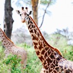 Camping at Lake Naivasha