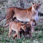 Final Game Drive in Masai Mara