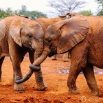 Little Orphan Elephants in Kenya