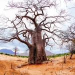 Baobab Country
