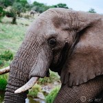 This Elephant is Ready for His Close-Up