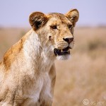 Lions on the Prowl in the Serengeti