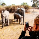 Elephant Encounters in Zambia
