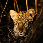 Nighttime Game Drive: The Hunt for Leopards