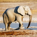 Etosha National Park, Namibia