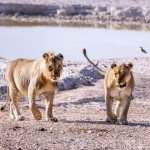Scouting Wildlife in Etosha