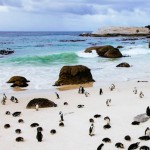 Frolicking Penguins on Boulders Beach