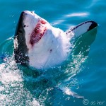 Diving with Great White Sharks