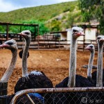 The Real Ostriches of Oudtshoorn