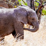 Safari Self-Drive at Kruger National Park