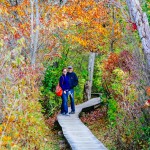 A Leaf Peeping Road Trip