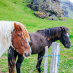 Iceland Road Trip Day 5: Horses and More