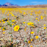 Heading to Death Valley’s Super Bloom