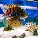 Intriguing Species at Woods Hole Aquarium