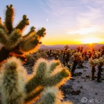 Sunrise over Cholla Cactus Garden