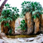 Bonus Hike: Palm Canyon in Palm Springs