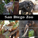 San Diego Zoo Flashback