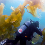 Channel Islands Kelp Forest Scuba Diving